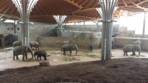 Zoo_Elefanten-300x169